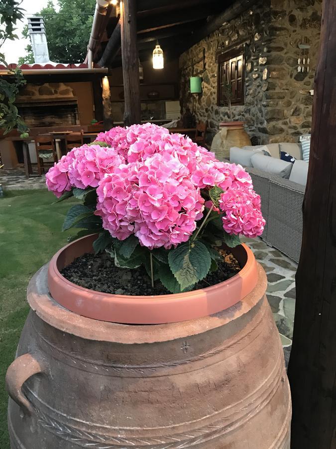 Villa Casa Avocado Tavronitis Zewnętrze zdjęcie